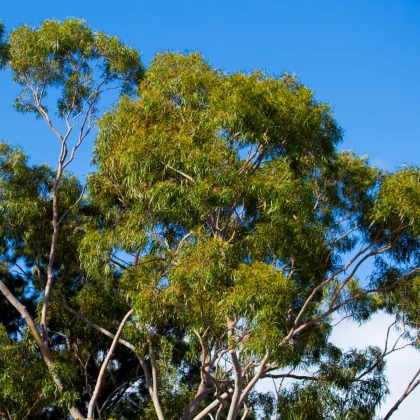 Eukalyptus citrónový - Corymbia citriodora - semena eukalyptu - 5 ks