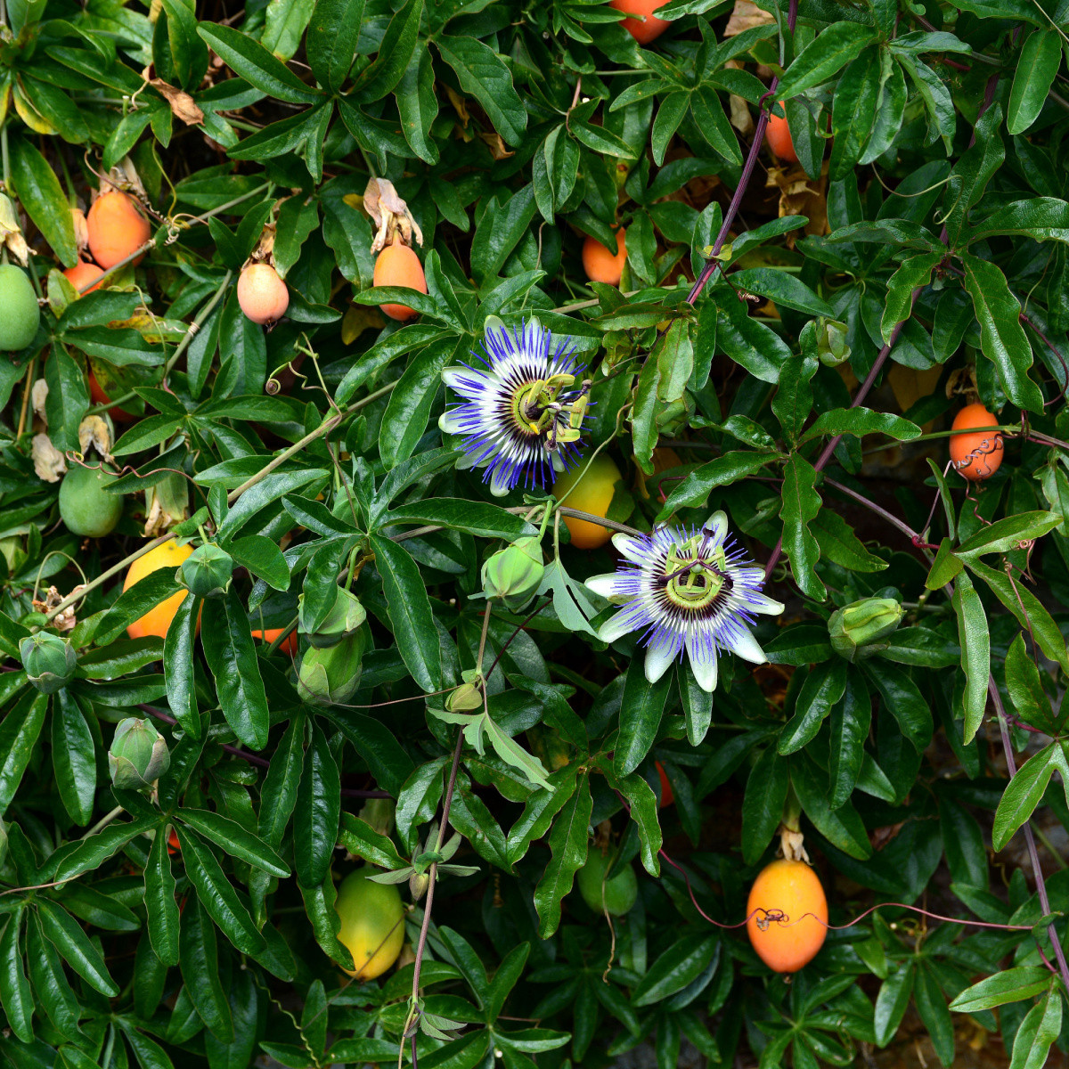 Mučenka jedlá - Passiflora edulus - semena mučenky - 5 ks