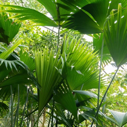 Palma - Carludovica palmata - semena palmy - 3 ks