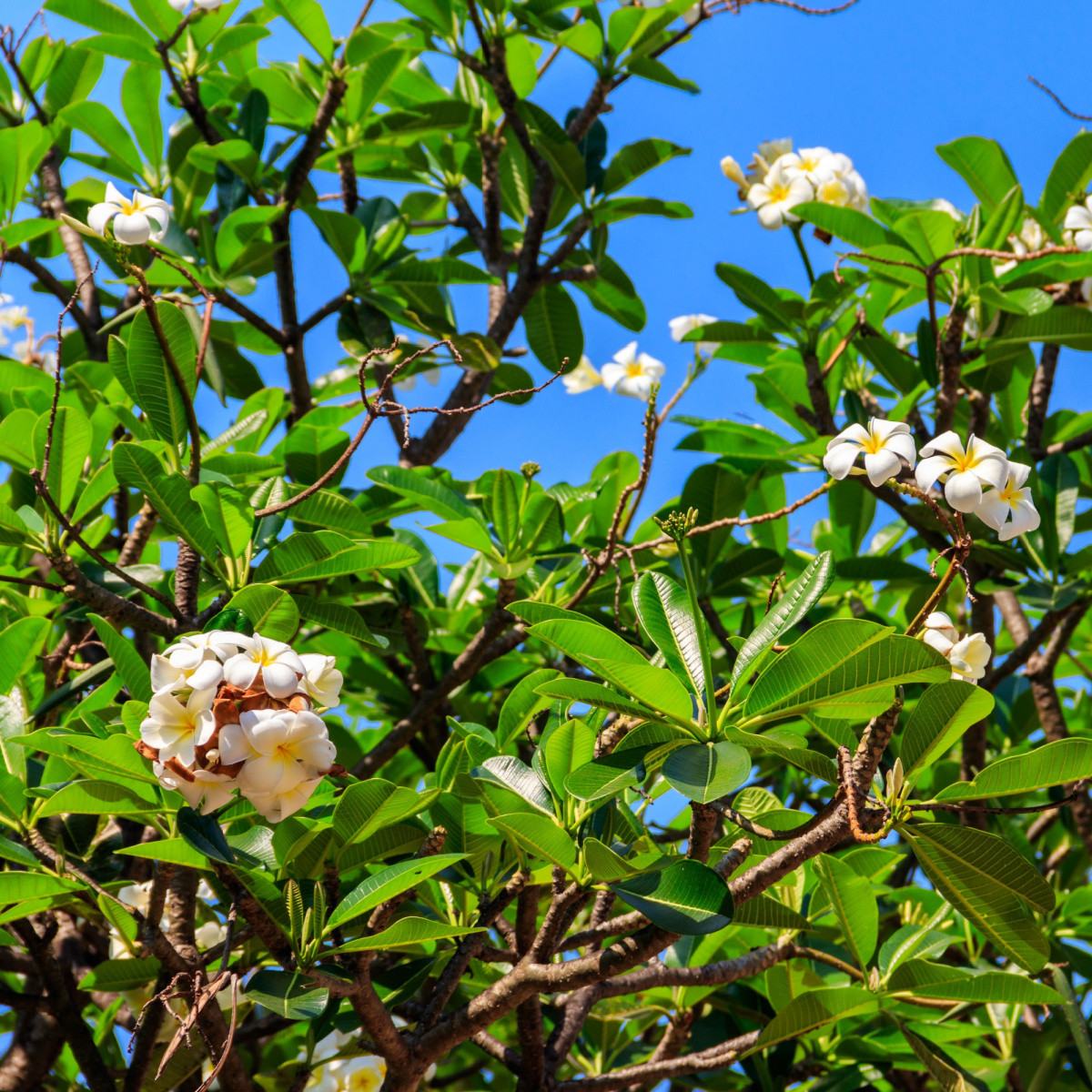 Plumérie - Havajská květina - Plumeria - semena plumérie - 3 ks