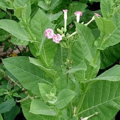Tabák Green wood - Nicotiana tabacum - semena tabáku - 25 ks