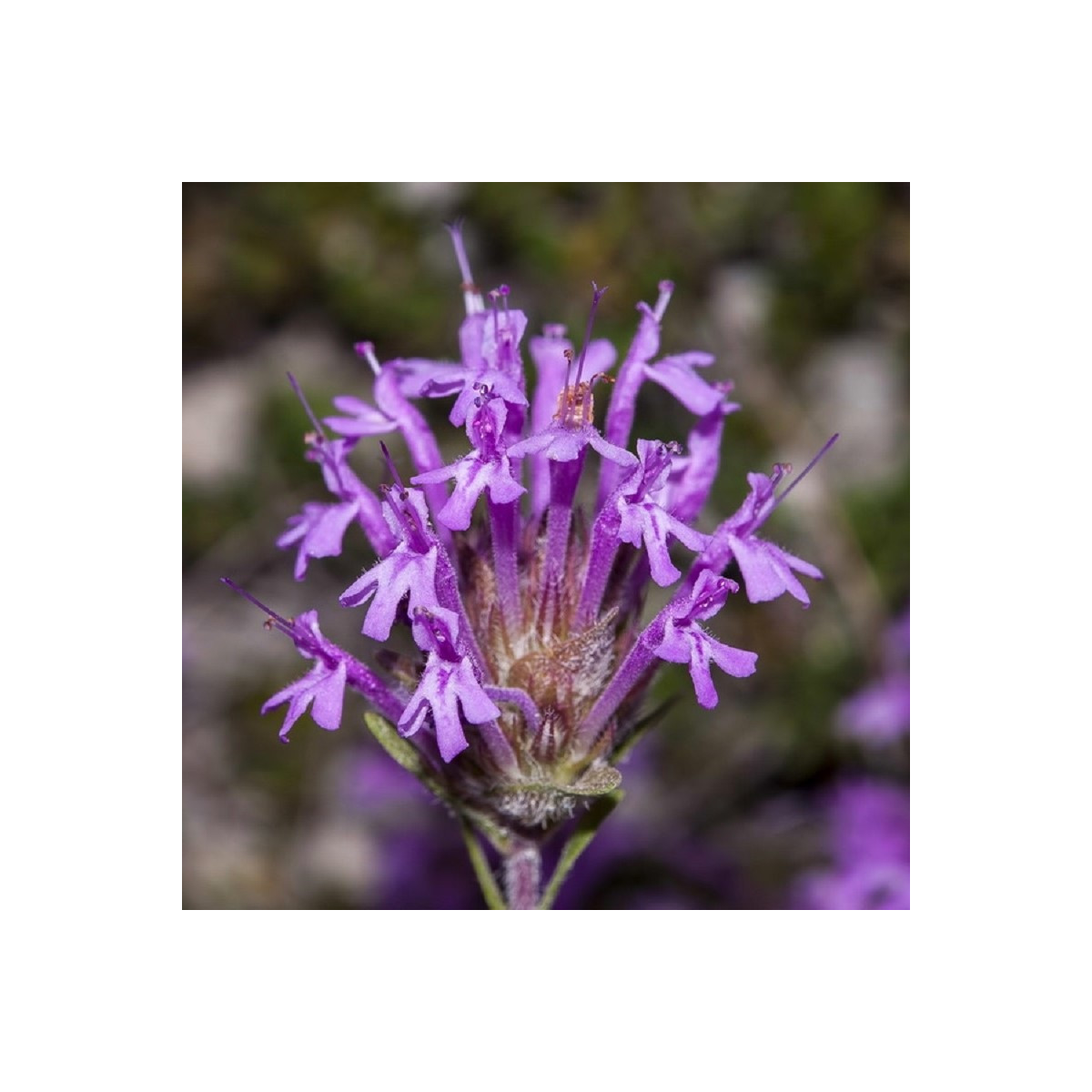 Mateřídouška dlouhokvětá - Thymus longiflorus - semena mateřídoušky - 50 ks