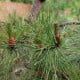Borovice čínská - Pinus tabuliformis - semena borovice - 15 ks