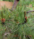 Borovice čínská - Pinus tabuliformis - semena borovice - 7 ks