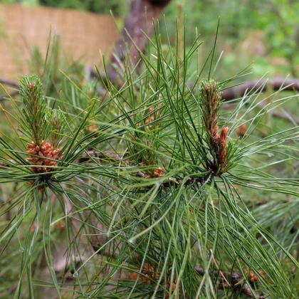 Borovice čínská - Pinus tabuliformis - semena borovice - 15 ks