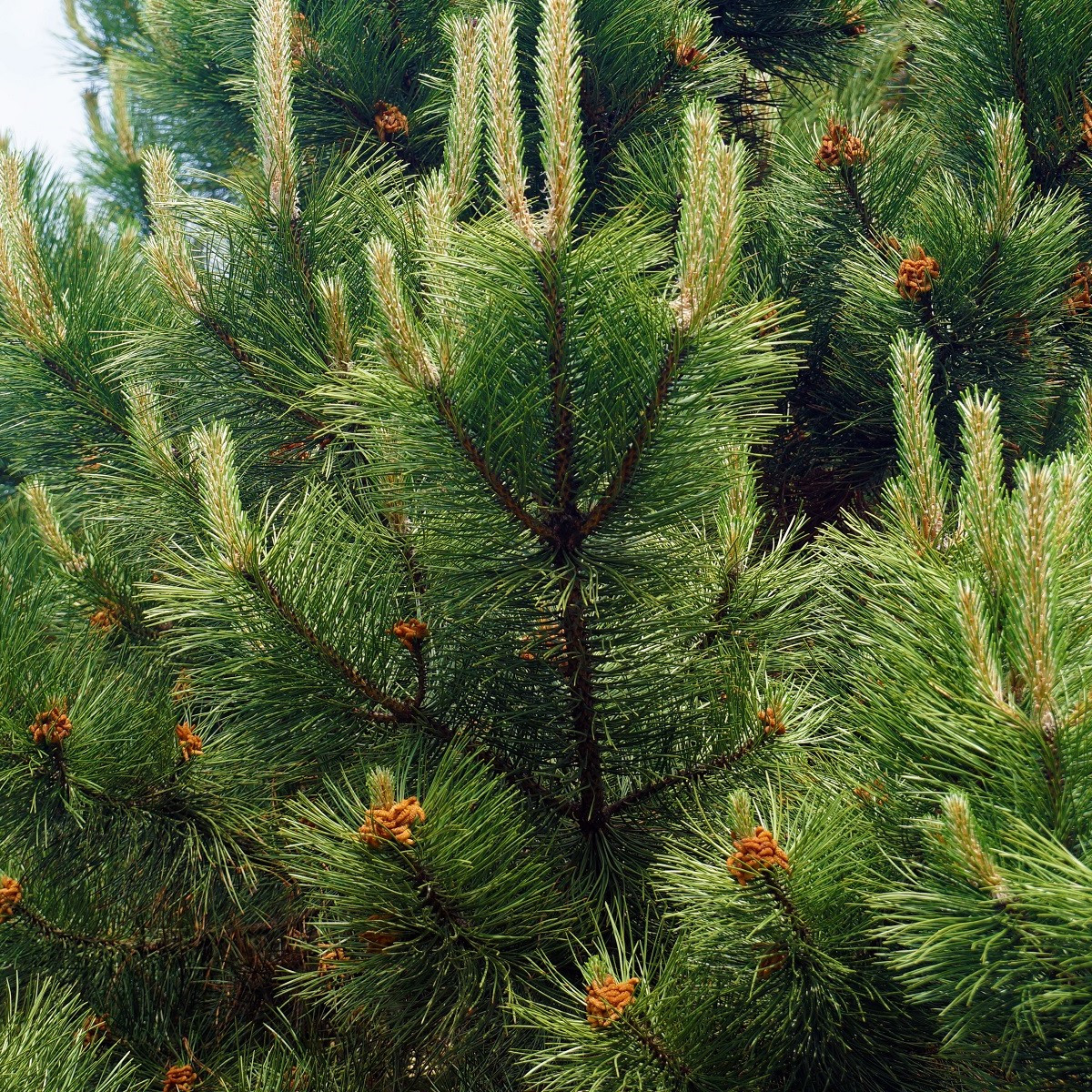 Borovice černá - Pinus nigra - semena borovice - 4 ks