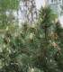 Borovice kleč - Pinus mugo pumilio - semena borovice - 5 ks
