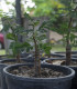 Tamarind indický - Tamarindus indica - semena tamarindu - 5 ks