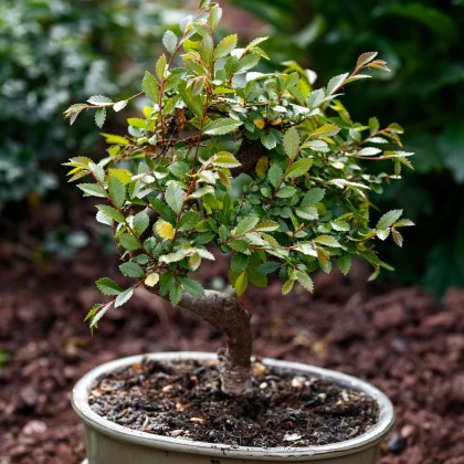 Jilm čínský - Ulmus parvifolia - semena jilmu - 10 ks