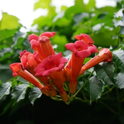 Trubač kořeňující - Campsis radicans - semena trubače - 10 ks