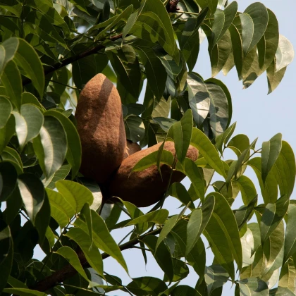 Mahagon - Swietenia mahagoni - semena mahagonu - 15 ks