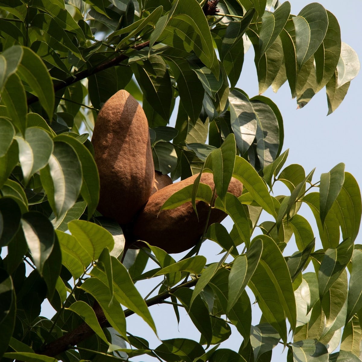 Mahagon - Swietenia mahagoni - semena mahagonu - 15 ks