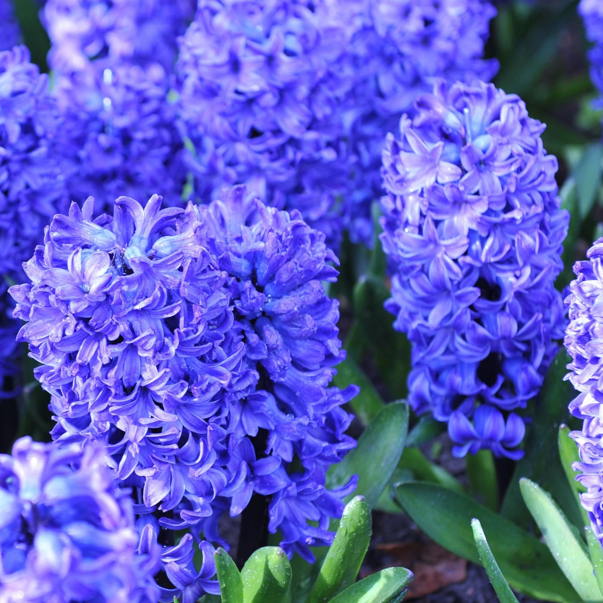 Hyacint plnokvětý Crystal Palace - Hyacinthus L. - cibuloviny - 1 ks