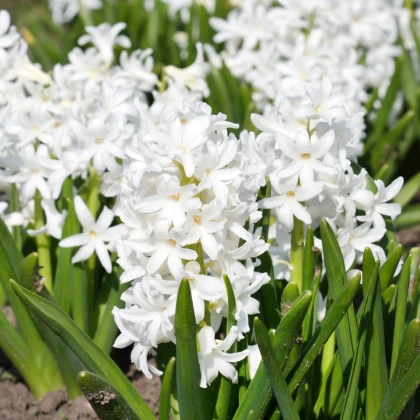 Hyacint White Pearl - Hyacinthus orientalis - cibule hyacintu - 1 ks