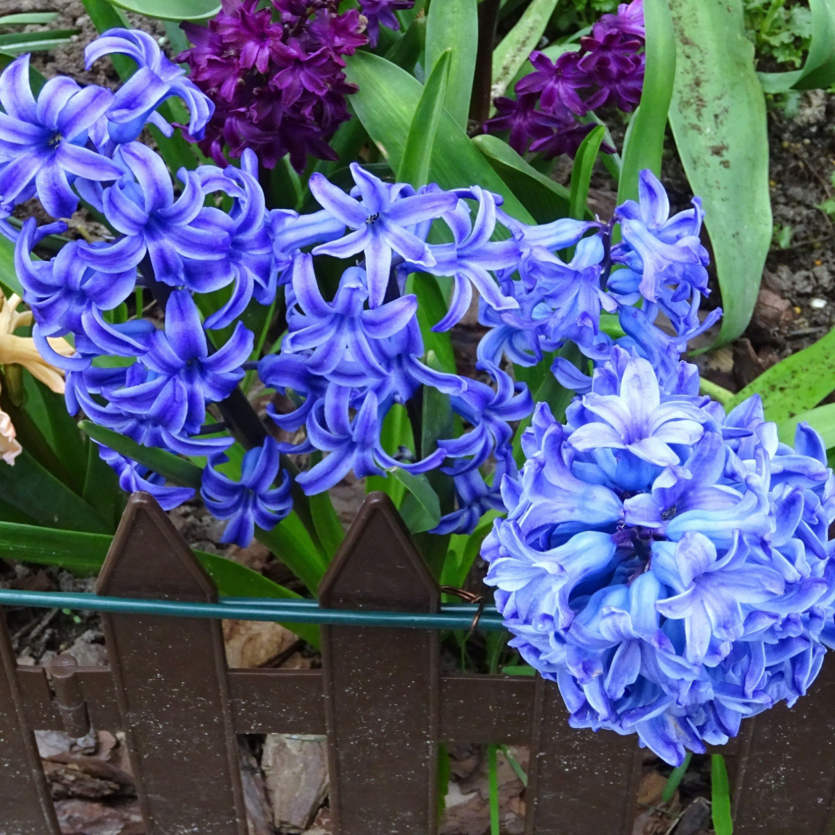 Hyacint Delft Blue - Hyacinthus orientalis - cibule hyacintu - 1 ks