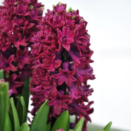 Hyacint Woodstock - Hyacinthus - cibule hyacintu - 1 ks