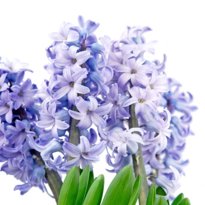 Hyacint Sky Jacket - Hyacinthus - cibule hyacintu - 1 ks