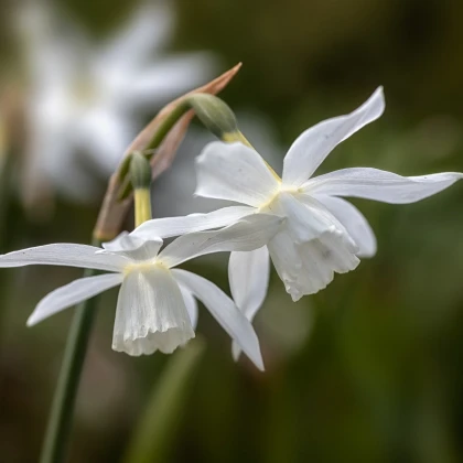 Narcis Thalia - Narcissus L. - cibule narcisu - 3 ks