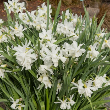 Narcis Thalia - Narcissus L. - cibule narcisu - 3 ks