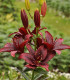 Lilie asijská Mapira - Lilium - cibule lilie - 1 ks