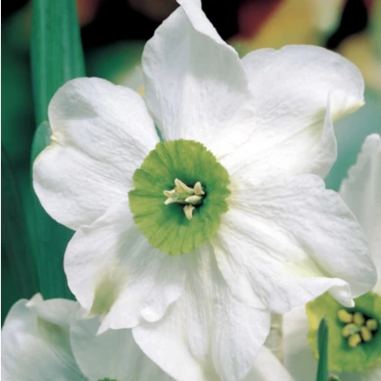 Narcis Sinopel - Narcissus Sinopel - cibule narcisu - 3 ks