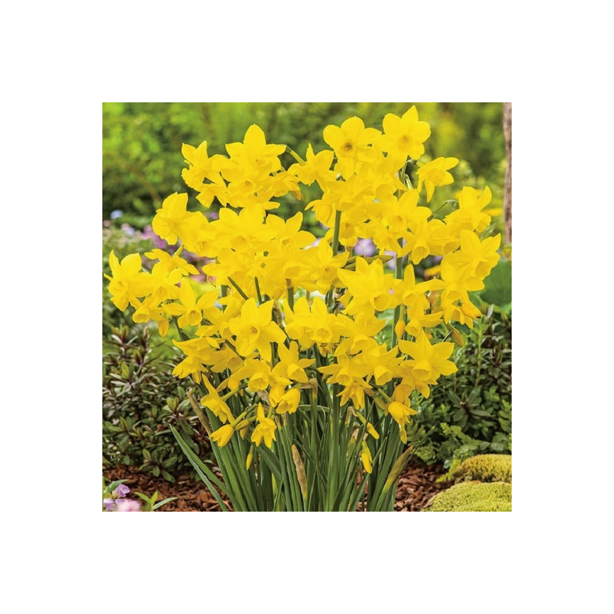 Narcis Quail - Narcissus - cibule narcisu - 3 ks