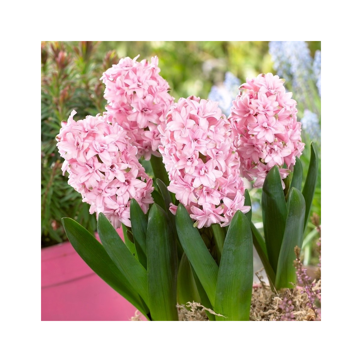 Hyacint plnokvětý Prince of Love - Hyacinthus - cibule hyacintu - 1 ks
