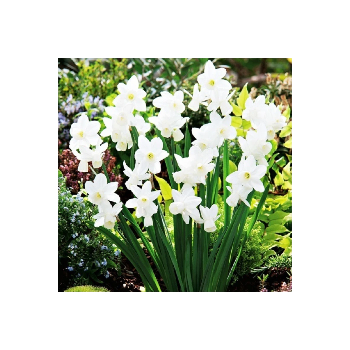 Narcis Silver Bouquet - Narcissus - cibule narcisu - 3 ks