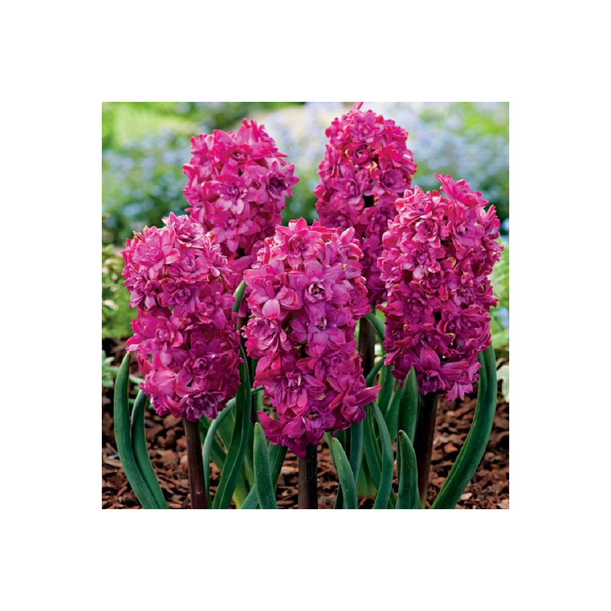 Hyacint plnokvětý Red Diamond - Hyacinthus - cibule hyacintu - 1 ks