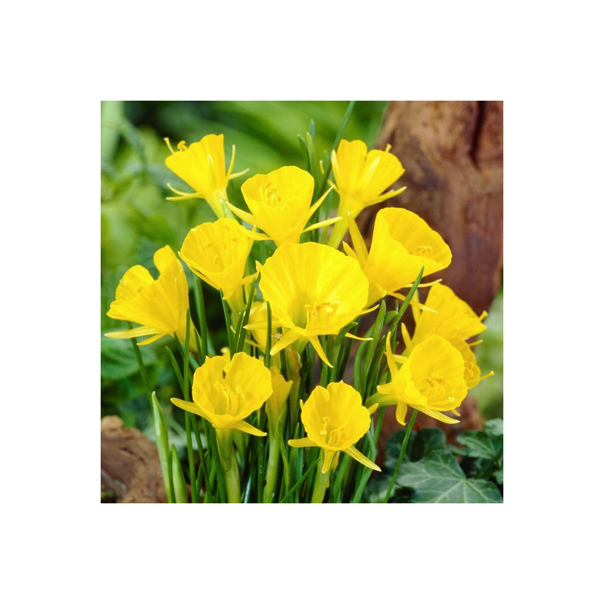 Narcis Golden bells - Narcissus bulbocodium - cibule narcisu - 3 ks