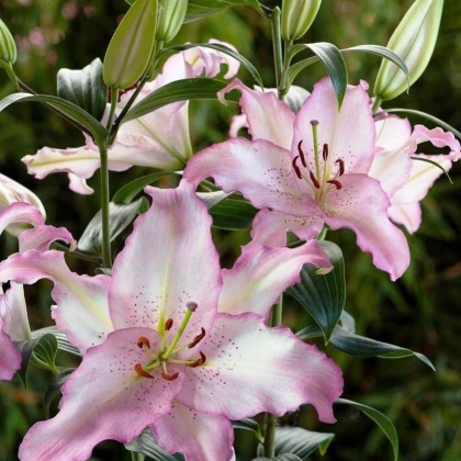 Lilie Brasilia - Lilium - cibule lilie - 1 ks