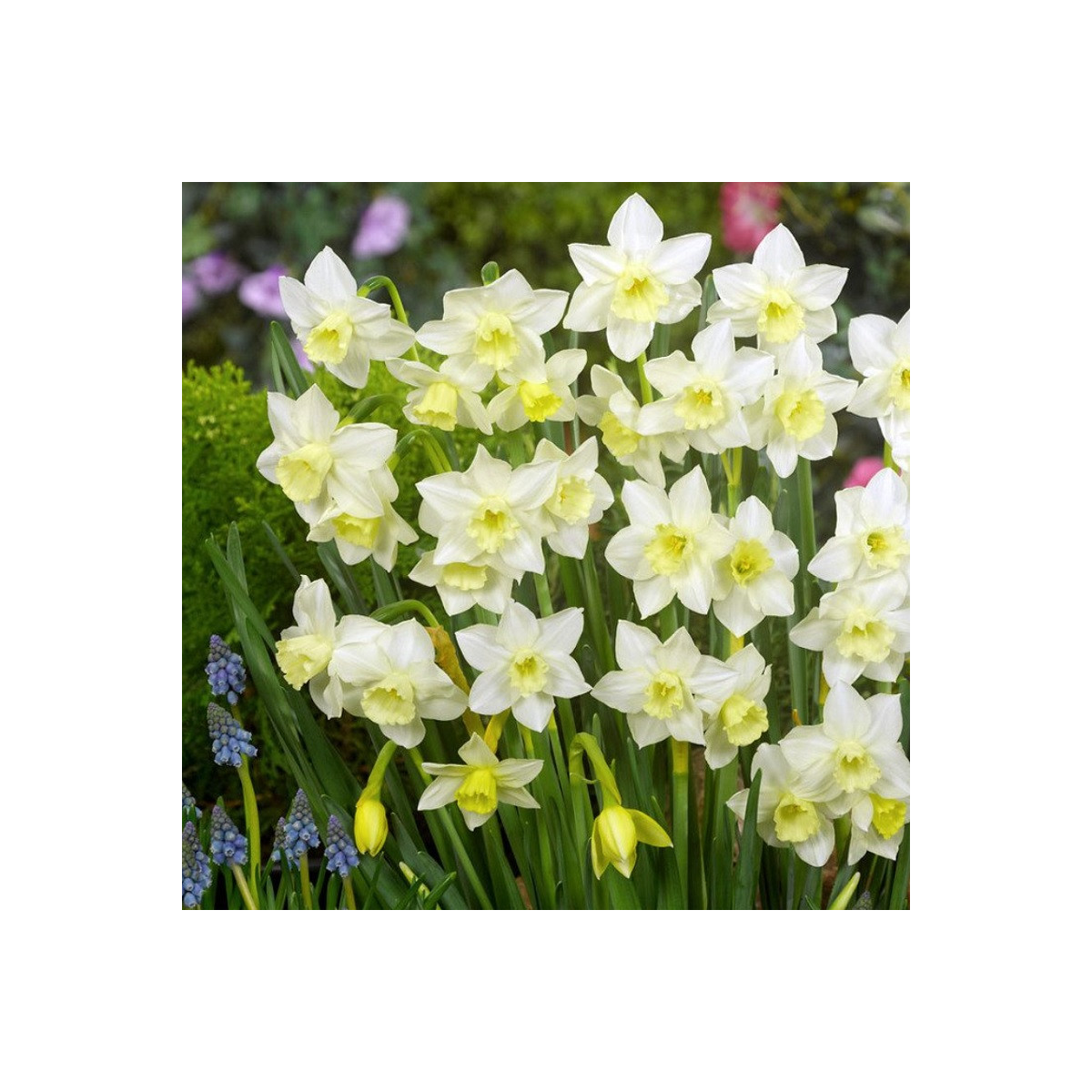 Narcis Pueblo - Narcissus - cibule narcisu - 3 ks