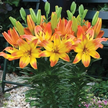 Lilie Happy Memories - Lilium - cibule lilie - 1 ks