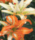 Lilie Must See - Lilium - cibule lilie - 1 ks