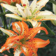 Lilie Must See - Lilium - cibule lilie - 1 ks