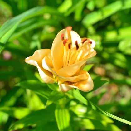 Lilie Apricot Fudge - Lilium - cibule lilie - 1 ks
