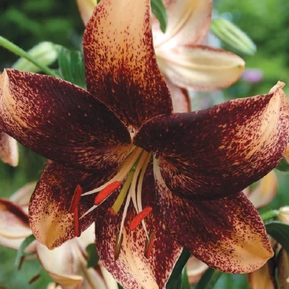 Lilie Chocolate Event - Lilium - cibule lilie - 1 ks