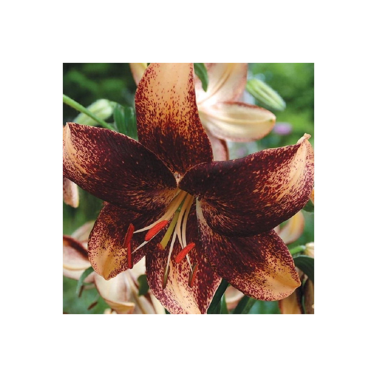 Lilie Chocolate Event - Lilium - cibule lilie - 1 ks