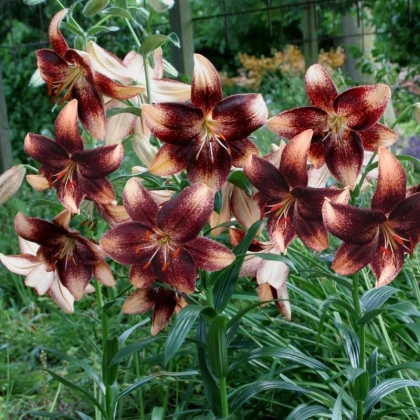 Lilie Chocolate Event - Lilium - cibule lilie - 1 ks