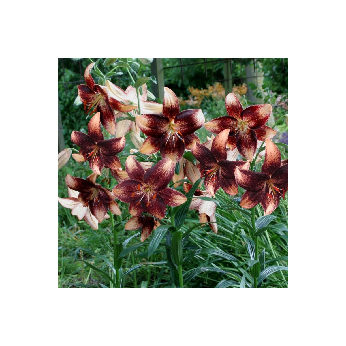 Lilie Chocolate Event - Lilium - cibule lilie - 1 ks
