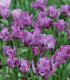 Tulipán Blue Parrot - Tulipa - cibuloviny - 3 ks