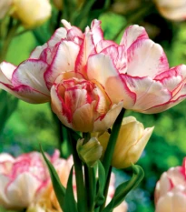 Tulipán Belicia - Tulipa - cibuloviny - 3 ks