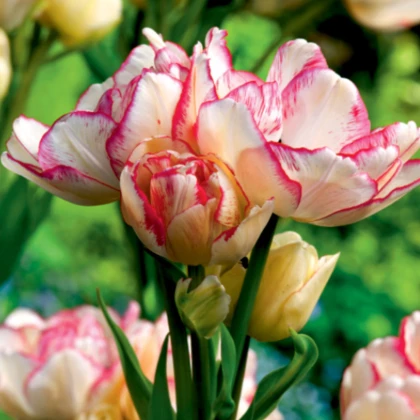 Tulipán Belicia - Tulipa - cibuloviny - 3 ks