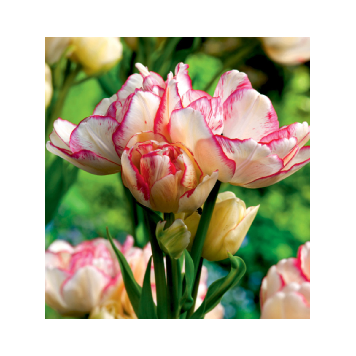 Tulipán Belicia - Tulipa - cibuloviny - 3 ks