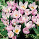 Krokus Firefly - Crocus sieberi - hlízy krokusu - 3 ks