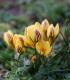 Krokus Gipsy Girl - Crocus chrysanthus - hlízy krokusu - 3 ks