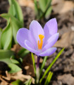 Krokus Vanguard - Crocus vernus - hlízy krokusu - 3 ks