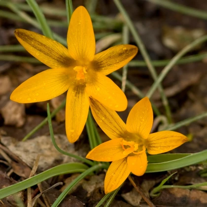 Krokus širokolistý - Crocus angustifolius - hlízy krokusu - 3 ks