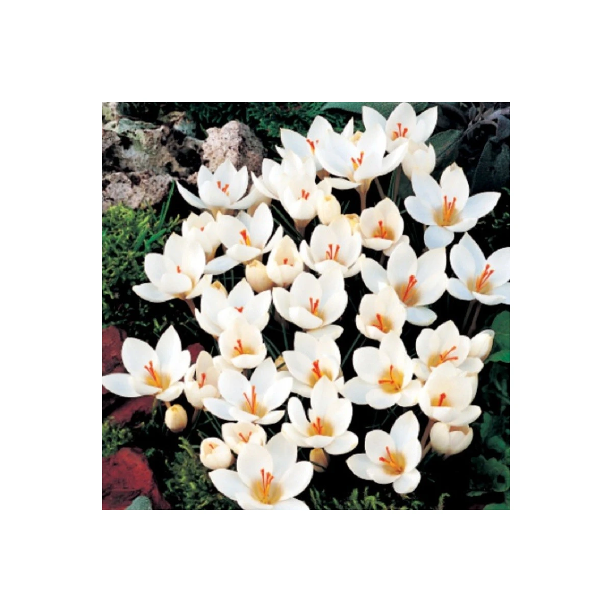 Krokus Miss Vain - Crocus biflorus - hlízy krokusu - 3 ks