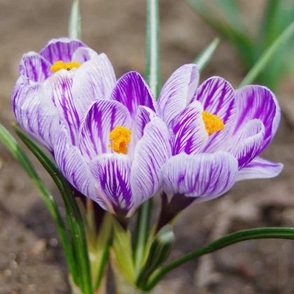 Krokus King of Striped - Crocus vernus - hlízy krokusu - 3 ks